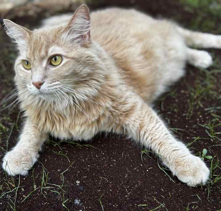 Photo of Nala