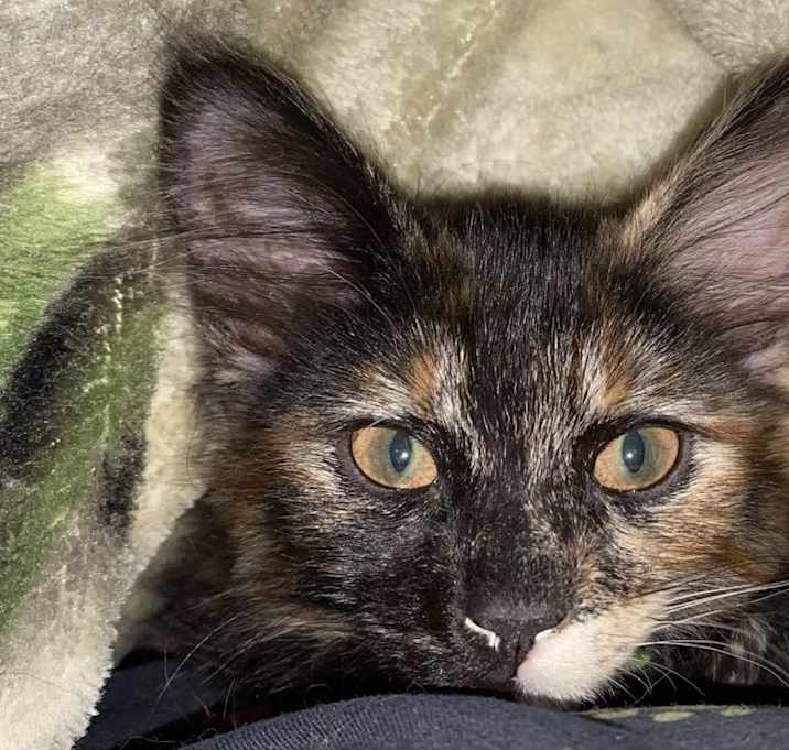 Photo of Cinnamon