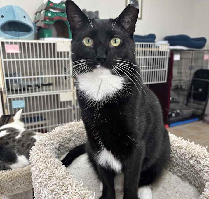 Photo of KASSIE - ADOPTION PENDING