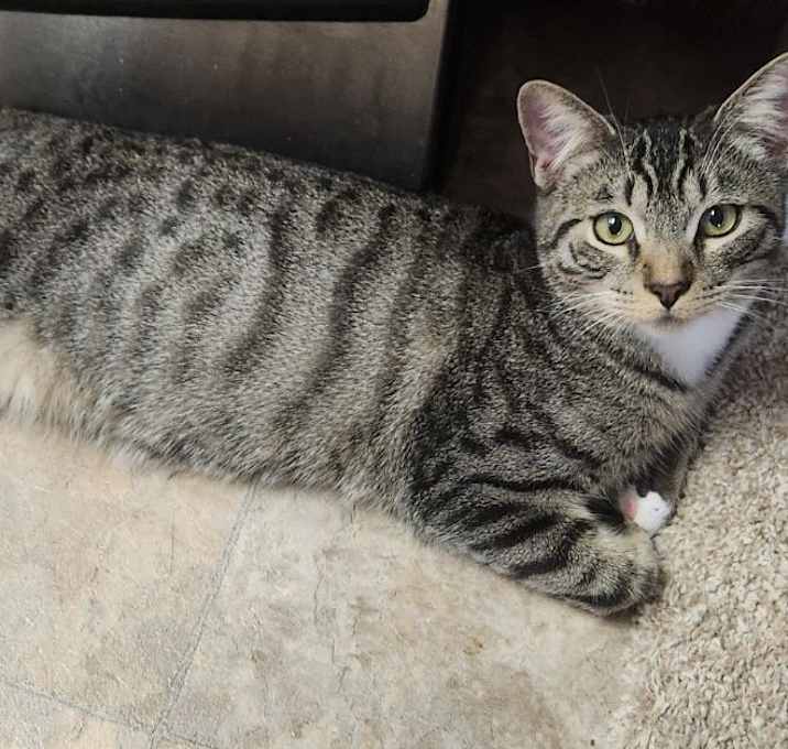 Photo of APOLLO