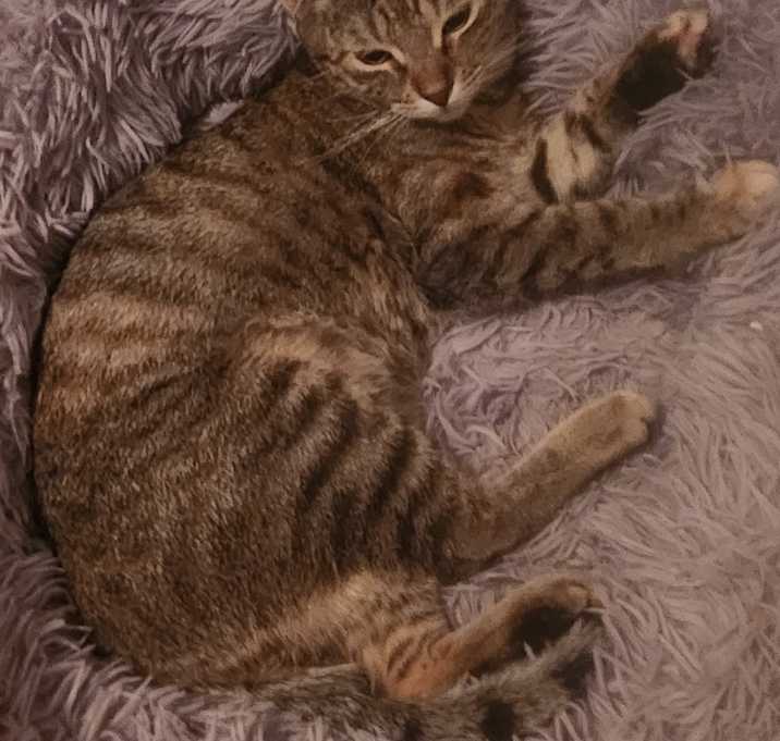 Photo of CAPPUCCINO