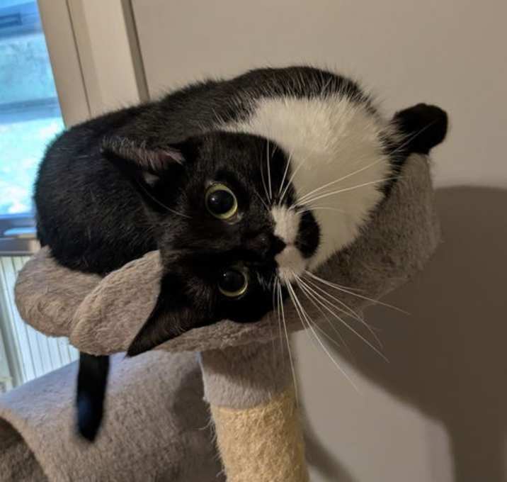 Photo of Biscotti