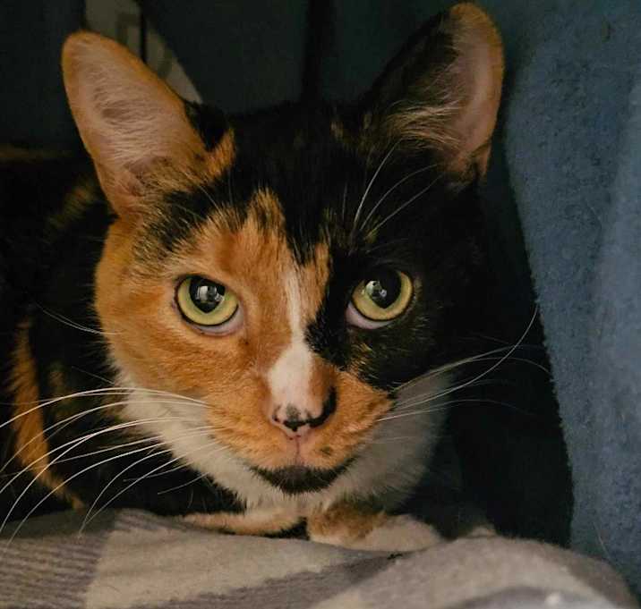 Photo of Paloma