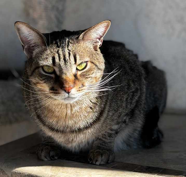Photo of Felix