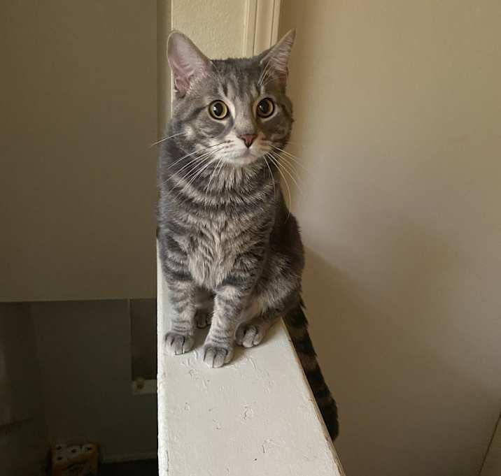 Photo of Ash