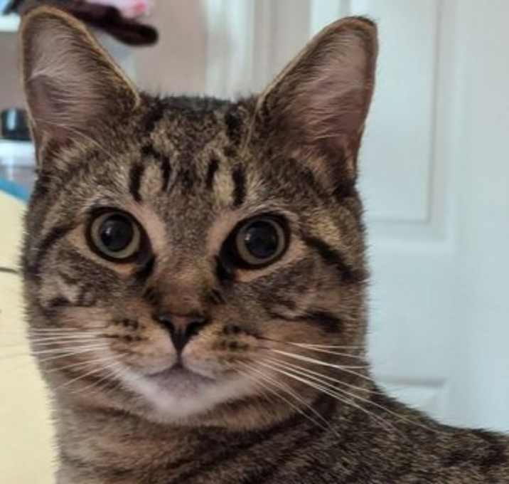 Photo of Mr Bean (Special Needs)