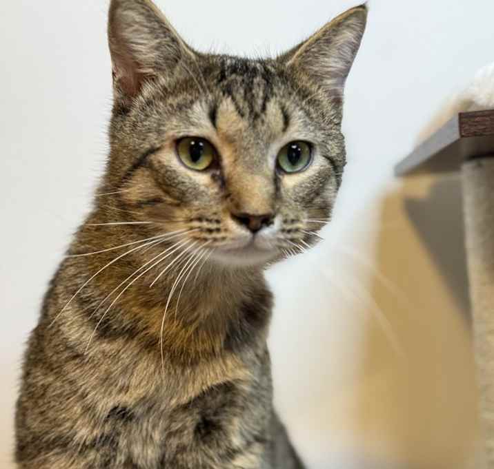 Photo of Scotch - MS