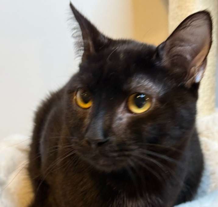 Photo of Rudder - MS