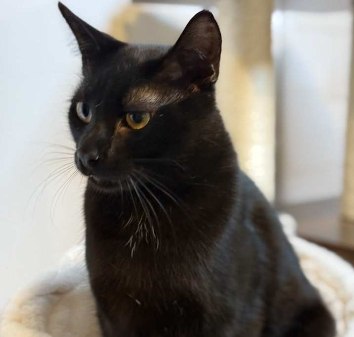 Photo of Holden - MS