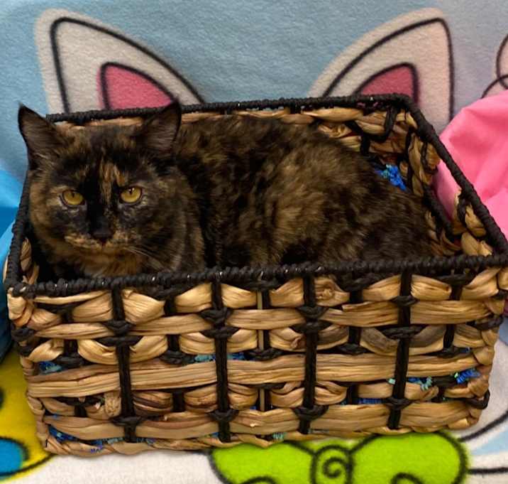 Photo of Lucky
