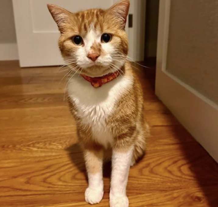 Photo of Popcorn