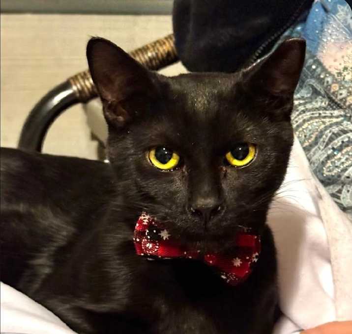 Photo of Speckles