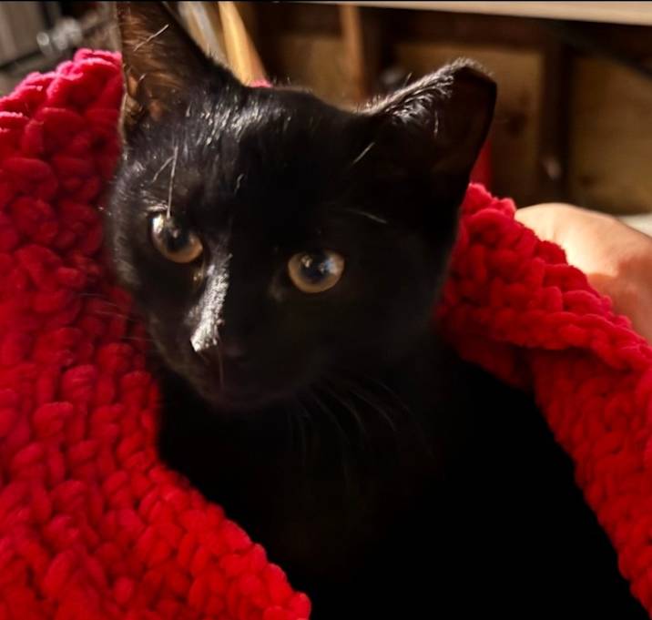 Photo of Skittles