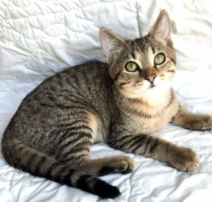 Photo of KITTEN RIVER