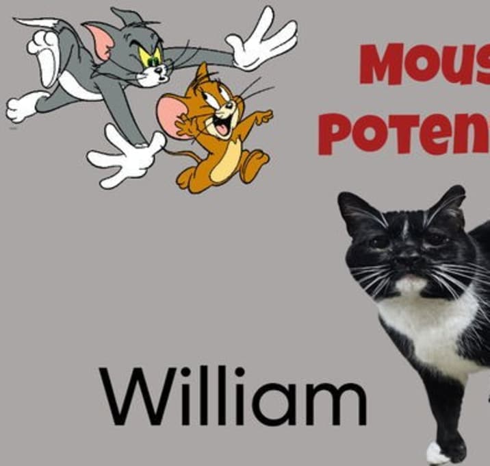 Photo of William - The Wild Kitty