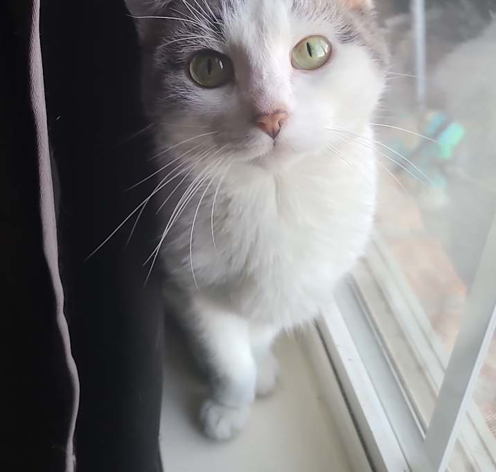 Photo of Frost