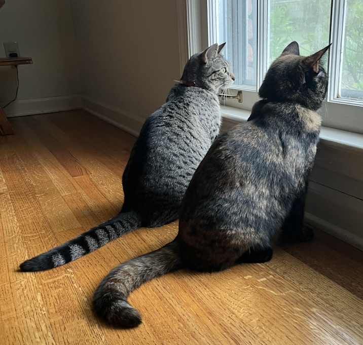 Photo of Moose and Goose