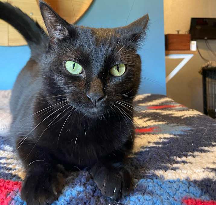 Photo of Midnight