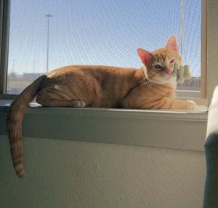 Photo of Mango