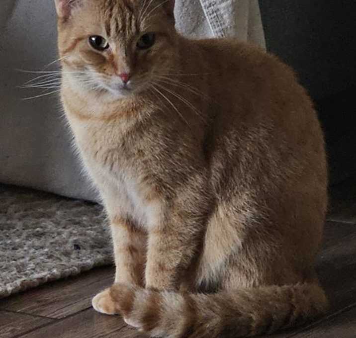 Photo of CLEMENTINE
