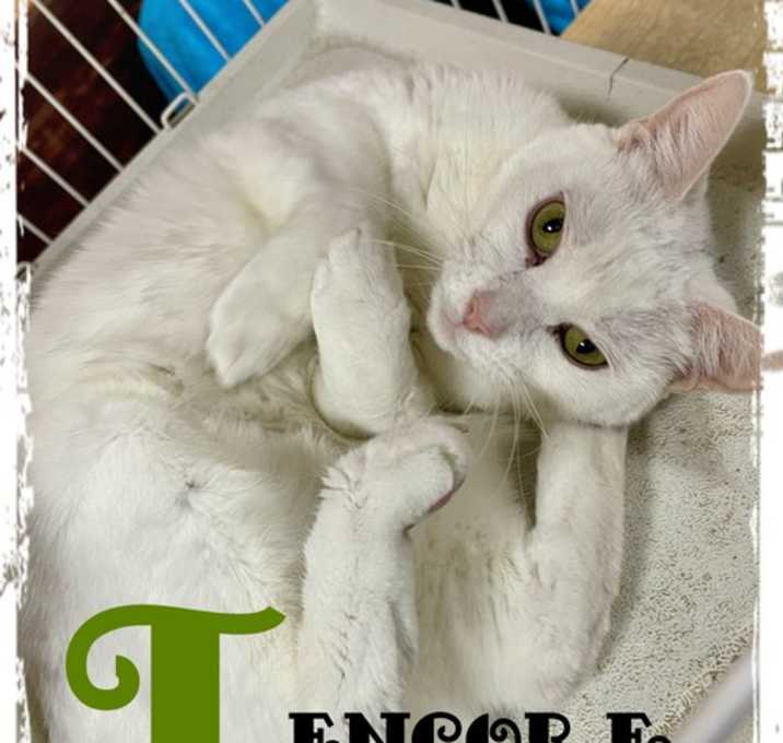 Photo of Encore 'T' *Cyd