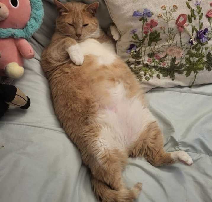 Photo of Pumpkin