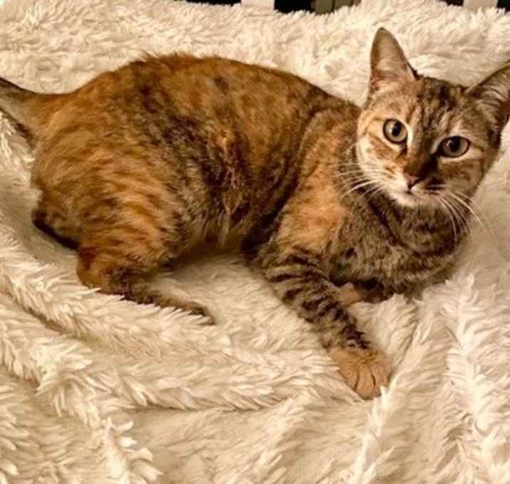 Photo of Suki