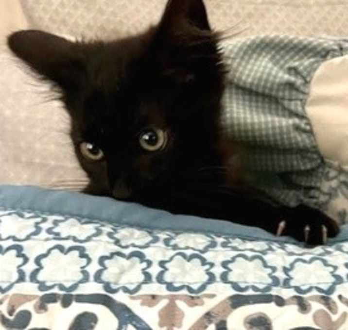 Photo of Jingle