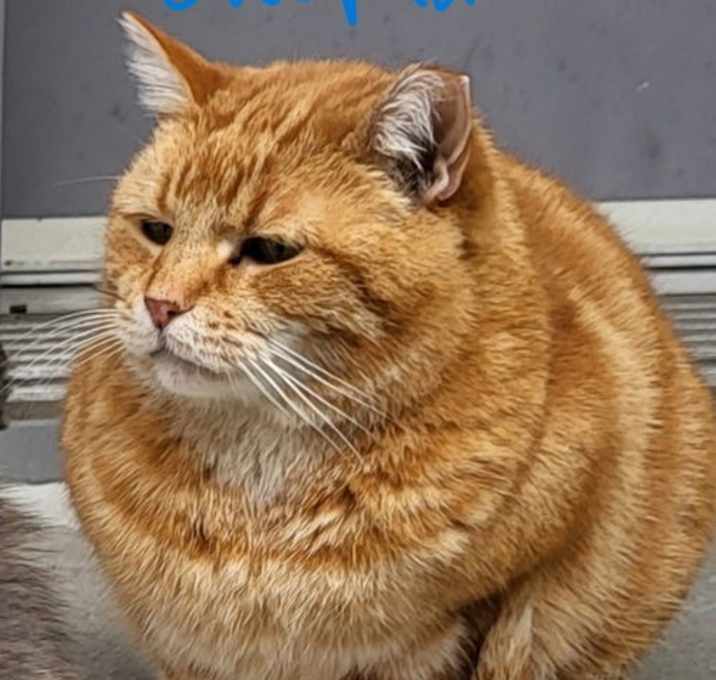 Photo of Garfield