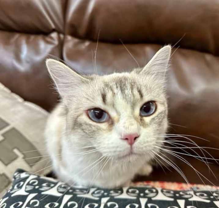Photo of Purrseverance