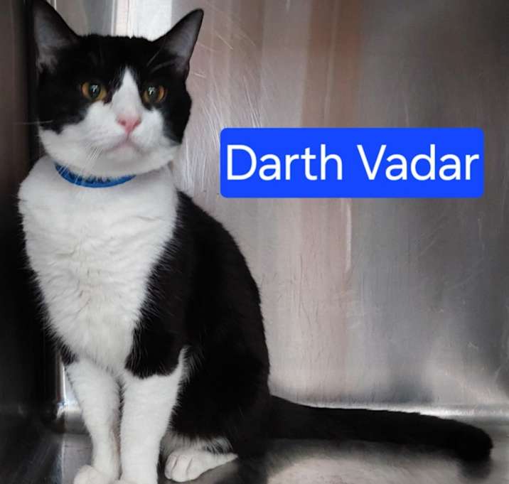 Photo of Darth Vader