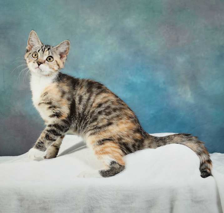 Photo of Peaches