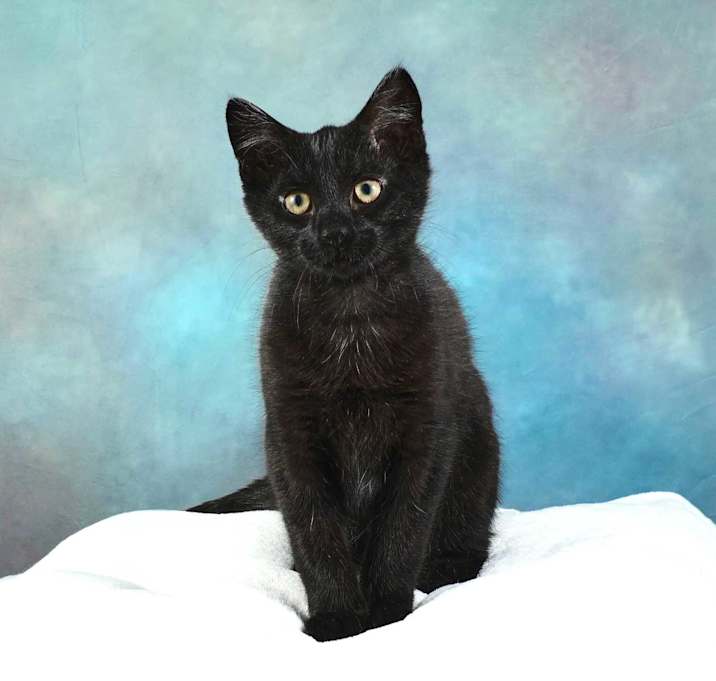 Photo of Pepper