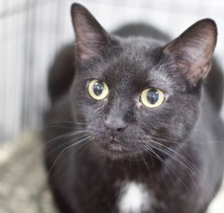 Photo of Romeo