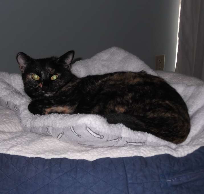 Photo of Tika