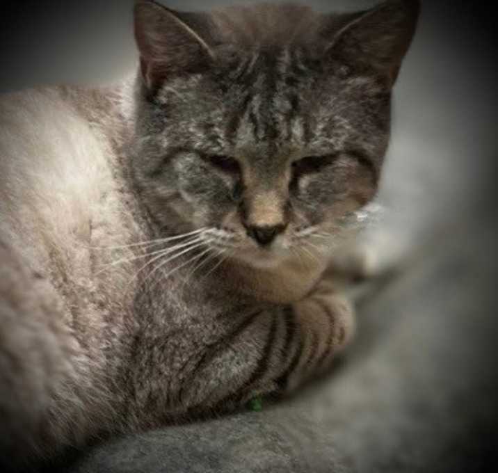 Photo of Silver