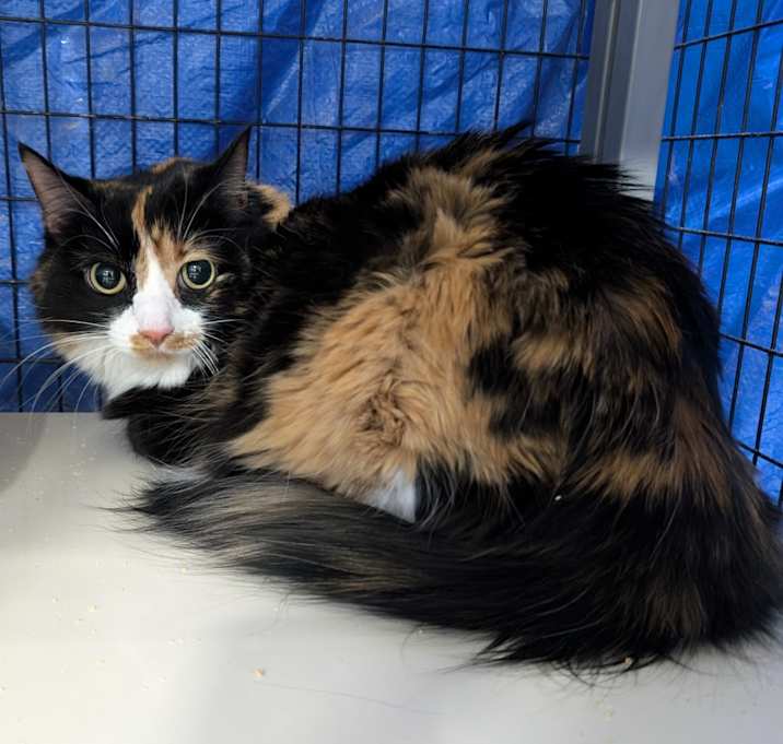 Photo of Skittles
