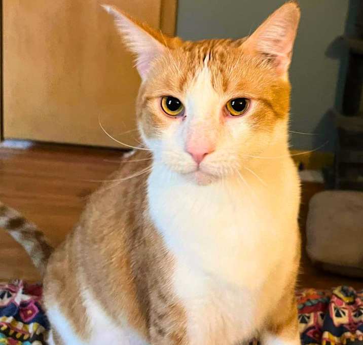 Photo of Chong