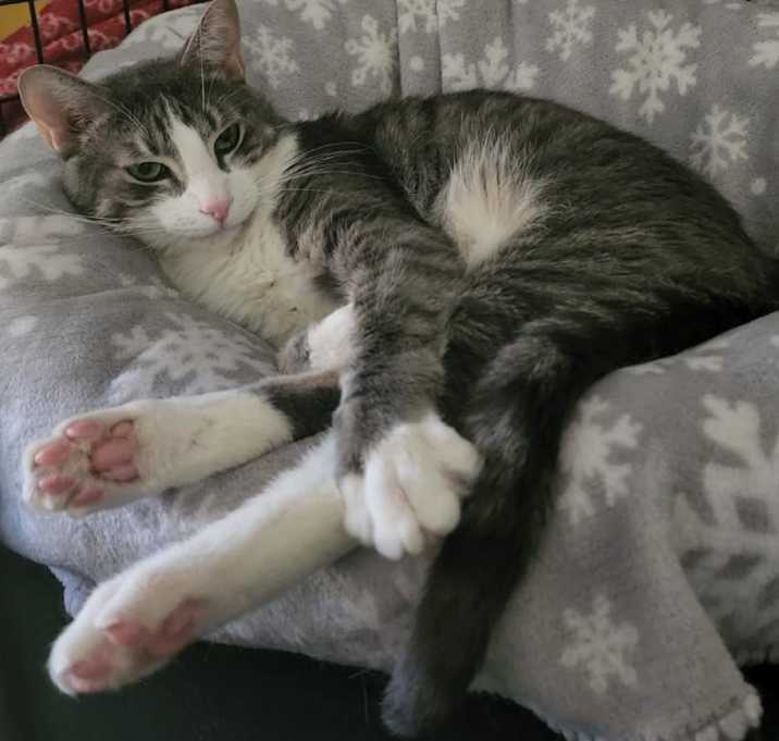 Photo of Leopold