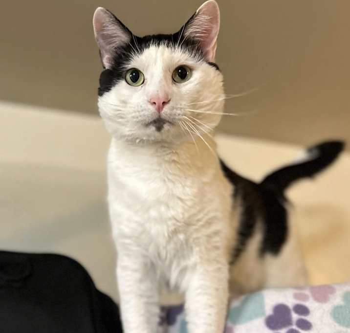 Photo of Bean