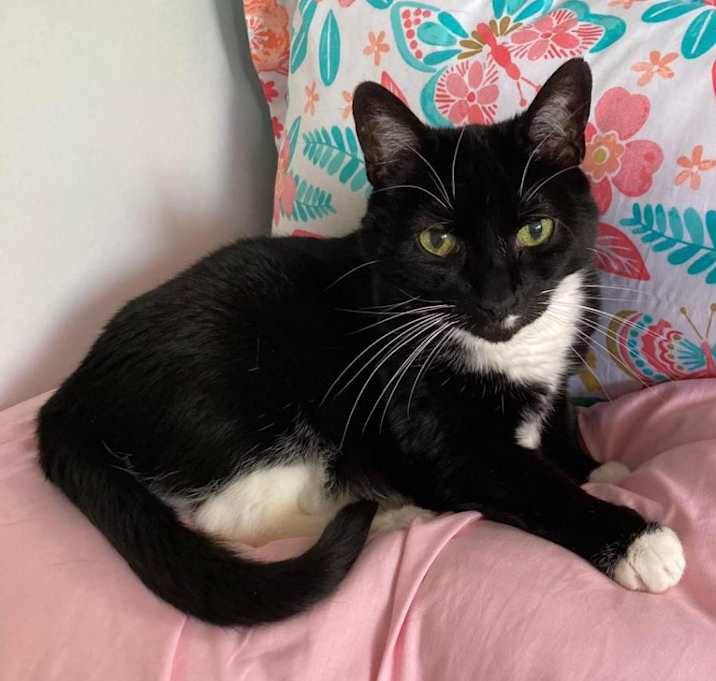 Photo of Whiskers