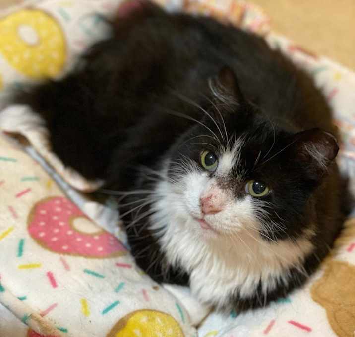 Photo of Meow