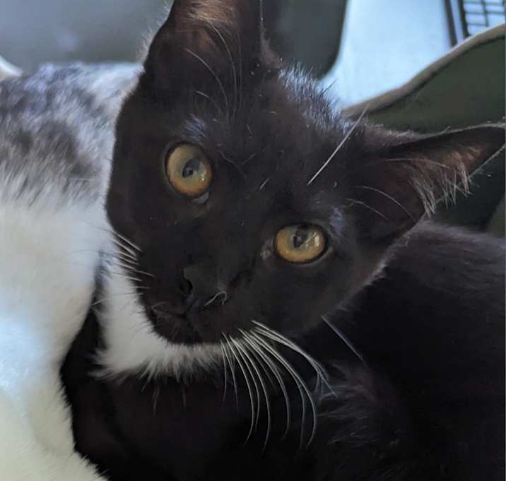 Photo of Obi