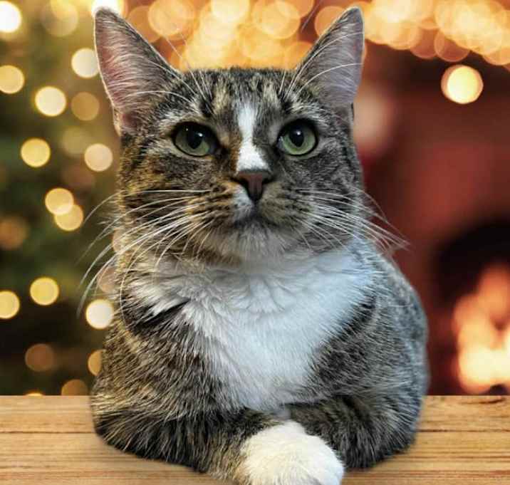 Photo of Annie