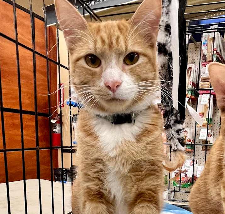 Photo of Buttercup