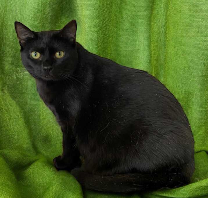 Photo of Pepper