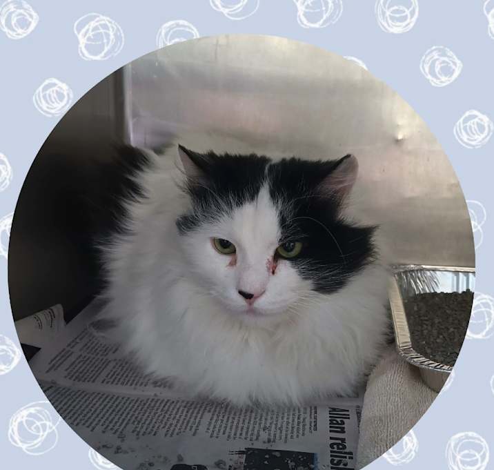 Photo of Oreo