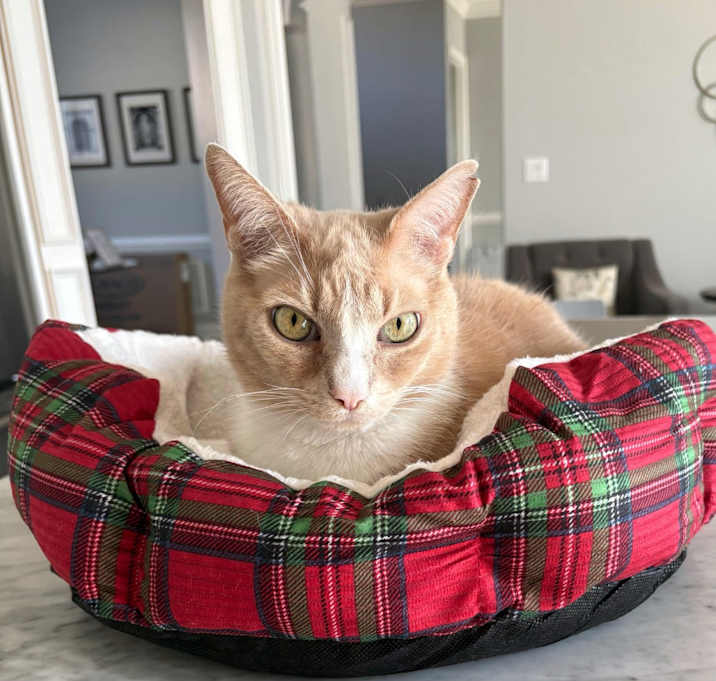 Photo of Junebug