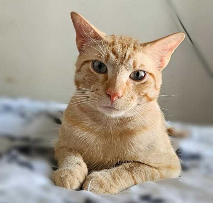 Photo of Nacho