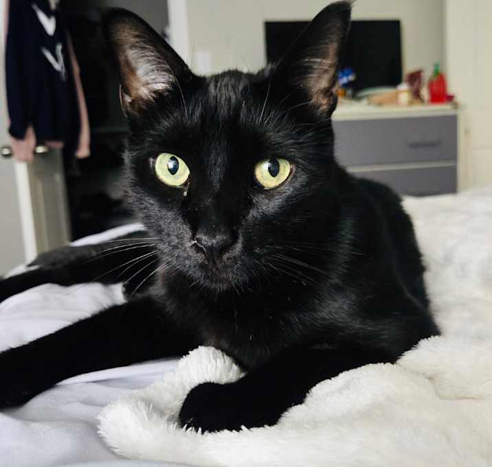 Photo of Casper